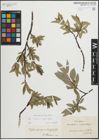 Foto von Salix glauca L. x Salix phylicifolia L.